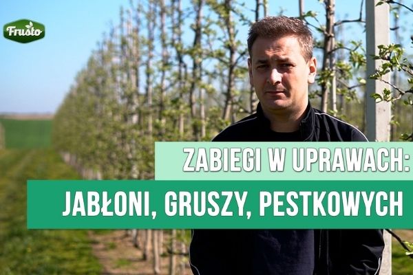   Komunikat sadowniczy 11.05.2021/ parch i mszyca jabłoni, zagrożenia w gruszach i pestkowych